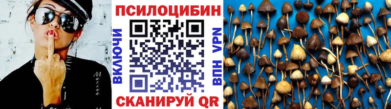 купить   Котельнич  Псилоцибиновые грибы Cubensis 